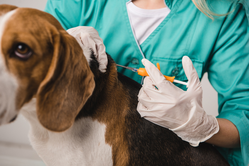 ビーグル犬にマイクロチップを装着するために注射器を持つ獣医師の写真を切り取ったもの